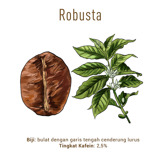 Jenis-jenis Biji Kopi di Indonesia, Karakteristiknya, Hingga Potensi Usahanya 2