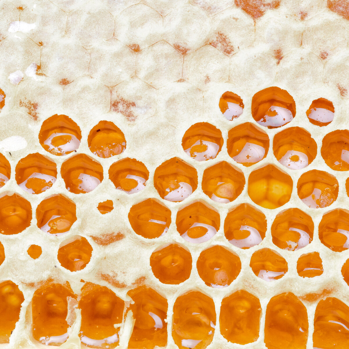 Perbedaan Royal Jelly dan Madu, Mana yang Lebih Sehat? 1 perbedaan royal jelly dan madu